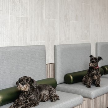 GoodVets - Lohi - Veterinarians Near Me - Denver, Colorado GoodVets - Lohi - Veterinarians Near Me - Denver, Colorado