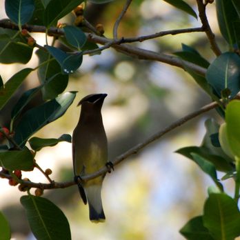 Meadow Beauty Nursery - Cedar Waxwing on strangler fig - Nurseries & Gardening Near Me - Lake Worth, Florida Meadow Beauty Nursery - Cedar Waxwing on strangler fig - Nurseries & Gardening Near Me - Lake Worth, Florida
