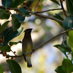 Meadow Beauty Nursery - Cedar Waxwing on strangler fig