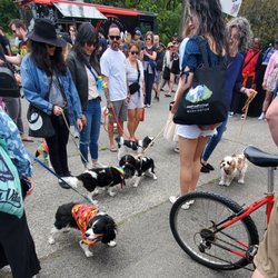 Fremont Fair - Puppy parade