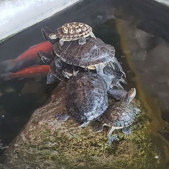 Joanne's Cafe - Turtle pile! - American Near Me - Ontario, California Joanne's Cafe - Turtle pile! - American Near Me - Ontario, California