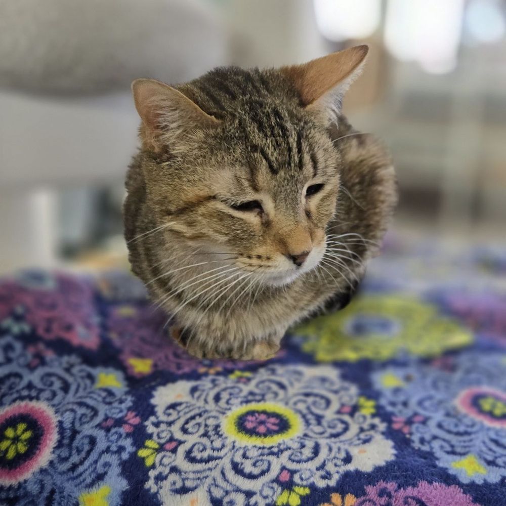 Cat Nap Hangout - Pet Adoption Near Me - Huntington Beach, California Cat Nap Hangout - Pet Adoption Near Me - Huntington Beach, California