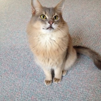 Mobile Veterinary Practice - Sufi looking happy and finally healthy thanks to Dr. Rubsch! - Veterinarians Near Me Mobile Veterinary Practice - Sufi looking happy and finally healthy thanks to Dr. Rubsch! - Veterinarians Near Me