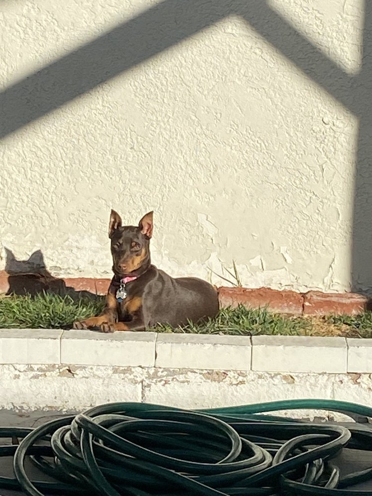 DEB’S DOGGIE DOOR Updated June 2024 18 Photos & 22 Reviews 3160 E