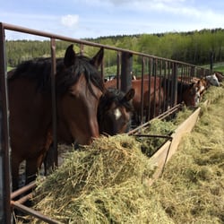 Paradise Guest Ranch - Eating Lunch!