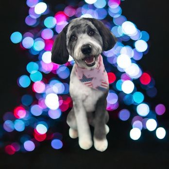 Rainbow Pawz - Pet Groomers Near Me Rainbow Pawz - Pet Groomers Near Me