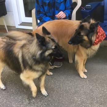 Place Four Paws - Belgian Tervurens - Pet Groomers Near Me - Huntington, New York