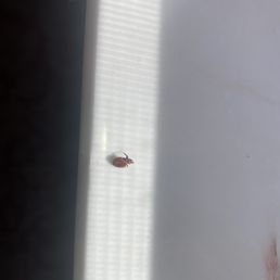 live bed bug which has just bitten someone and full of blood live bed bug which has just bitten someone and full of blood