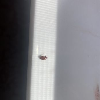 Residence Inn Boston Andover - live bed bug which has just bitten someone and full of blood - Hotels Near Me - Andover, Massachusetts Residence Inn Boston Andover - live bed bug which has just bitten someone and full of blood - Hotels Near Me - Andover, Massachusetts