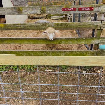 Kelder's Farm - Sheep!!!! - Pick Your Own Farms Near Me - Kerhonkson, New York Kelder's Farm - Sheep!!!! - Pick Your Own Farms Near Me - Kerhonkson, New York