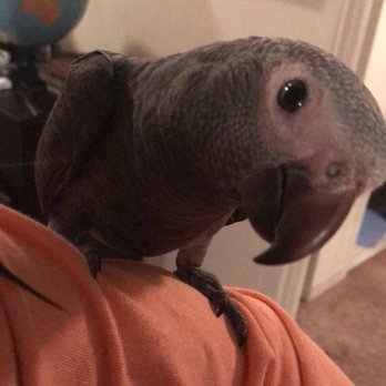 Birdmans Parrots - Pet Stores Near Me - Des Plaines, Illinois