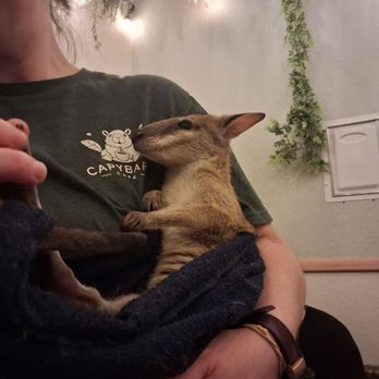 The Capybara Cafe - Wallaby - Themed Cafes Near Me - St. Augustine, Florida