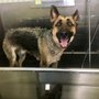 Photo of Wash the Wag