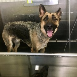 Wash the Wag