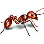 Photo of Acnow Termite & Pest Control