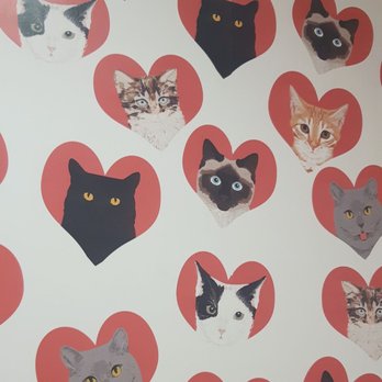 Aloha Kitty Cafe - Pet Adoption Near Me - Kailua, Hawaii