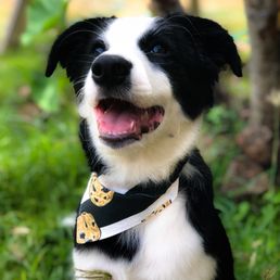 Cookie 16wks
