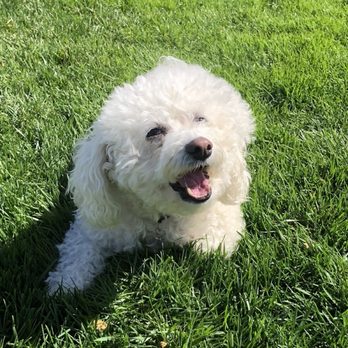 Peaceful Pets Services - We love you & will miss you forever my sweet Lulu You will never leave our hearts  RIP 3-8-2011 ~ 3-2-2024 - Pet Services Near Me - Castaic, California