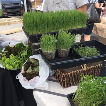 Bethany Beach Farmers Market  - Micro - Farmers Market Near Me - Bethany Beach, Delaware