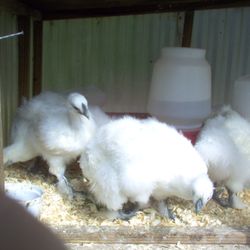 Herb'n Craft - Silkie eggs fertile or delicious for eating. 18 eggs for hatching $45. 18 eggs for eating $15. Also have white 5 mo. old roosters $50 each.