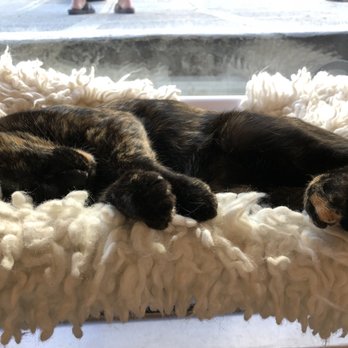 NEKO: A Cat Cafe - Themed Cafes Near Me - Seattle, Washington