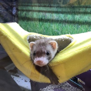 Pet Supplies Plus Beltsville - Ferret Sinbad hogs the banana hammock! - Pet Groomers Near Me - Beltsville, Maryland Pet Supplies Plus Beltsville - Ferret Sinbad hogs the banana hammock! - Pet Groomers Near Me - Beltsville, Maryland