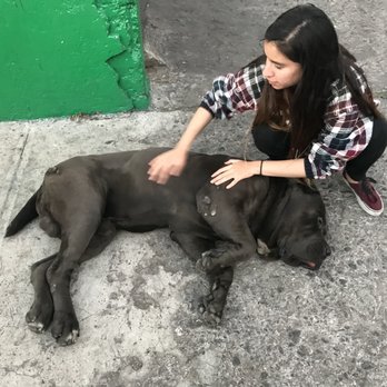 Ella’s Boops - The massages are goood here! - Pet Training Near Me
