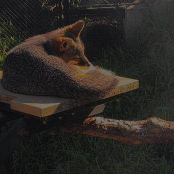 Santa Barbara Zoo - Channel Islands Fox (pretty sure this is Lewis) - Zoos Near Me - Santa Barbara, California Santa Barbara Zoo - Channel Islands Fox (pretty sure this is Lewis) - Zoos Near Me - Santa Barbara, California