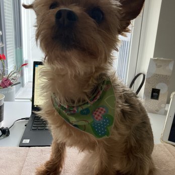 QC Canine Design - Before: questionably homeless - Pet Groomers Near Me - Charlotte, North Carolina QC Canine Design - Before: questionably homeless - Pet Groomers Near Me - Charlotte, North Carolina