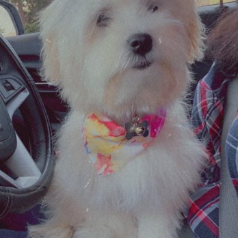 Posh Puppies - Pet Groomers Near Me - Oak Harbor, Washington Posh Puppies - Pet Groomers Near Me - Oak Harbor, Washington