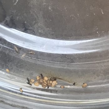 Stuart Towne Apartments - Bugs in my coffee pot - Apartments Near Me - Port Royal, South Carolina Stuart Towne Apartments - Bugs in my coffee pot - Apartments Near Me - Port Royal, South Carolina