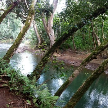 Rainbow Kayak Tours - The beautiful trees on the walk from the place we beached our kayaks to the Secret Falls. - Rafting/Kayaking Near Me - Kapaa, Hawaii