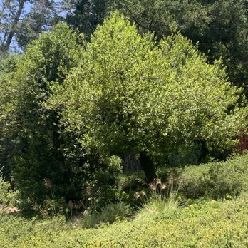 Leo's Tree Service - Tree Services Near Me Leo's Tree Service - Tree Services Near Me