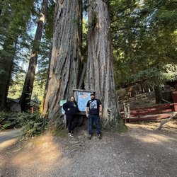 Confusion Hill - Twin Trees