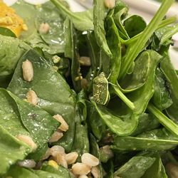 The Back Burner - Spinach salad with crabcake and stinkbug.