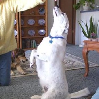 Vic's Pet Sitting - Pet Sitting Near Me - Kaufman, Texas Vic's Pet Sitting - Pet Sitting Near Me - Kaufman, Texas