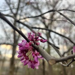 Red Oaks Nature Center - Redbud