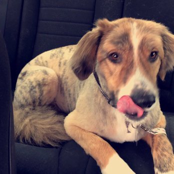 Affectionate Grooming - Sweet Buddy Lab Mix - Pet Groomers Near Me - Warr Acres, Oklahoma