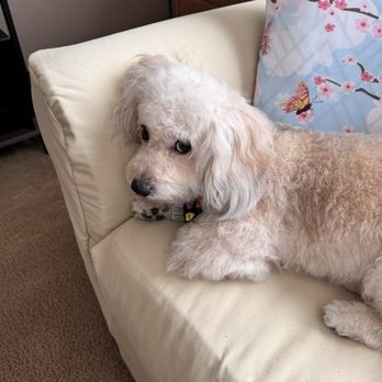 Pet Supplies Plus Vacaville - Pet Groomers Near Me - Vacaville, California Pet Supplies Plus Vacaville - Pet Groomers Near Me - Vacaville, California