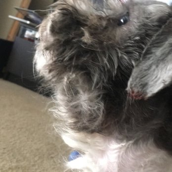 PetSmart - IF YOU LOVE YOUR DOG, DO NOT BRING HIM HERE FOR GROOMING! PLEASE. THEY CAN'T KEEP DOING THIS TO OUR PUPPIES. - Pet Stores Near Me - Elk Grove, California PetSmart - IF YOU LOVE YOUR DOG, DO NOT BRING HIM HERE FOR GROOMING! PLEASE. THEY CAN'T KEEP DOING THIS TO OUR PUPPIES. - Pet Stores Near Me - Elk Grove, California