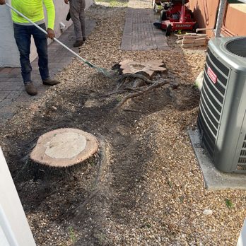 Castle Tree Art - Getting ready to grind stumps - Tree Services Near Me - Coral Springs, Florida Castle Tree Art - Getting ready to grind stumps - Tree Services Near Me - Coral Springs, Florida
