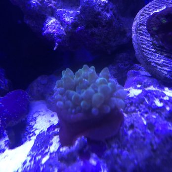 Harrison Pet Center - Green bubble tip anemone! - Pet Stores Near Me - Harrison, Ohio Harrison Pet Center - Green bubble tip anemone! - Pet Stores Near Me - Harrison, Ohio