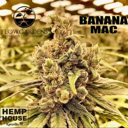 Hemp House - Banana Mac from Flow Gardens now at Hemp House Knoxville!