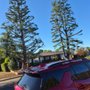 Rosas Tree Care Service