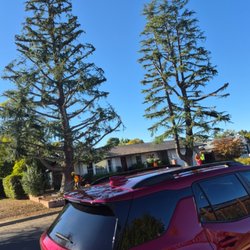 Rosas Tree Care Service