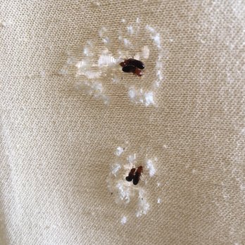 Montoya Termite Control - Termites will destroy curtains too!! - Pest Control Near Me Montoya Termite Control - Termites will destroy curtains too!! - Pest Control Near Me