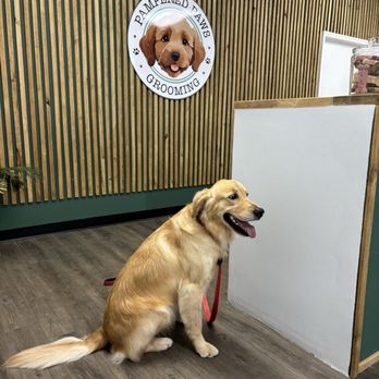 Pampered Paws Grooming - Front desk - Pet Groomers Near Me - Nashville, Tennessee Pampered Paws Grooming - Front desk - Pet Groomers Near Me - Nashville, Tennessee