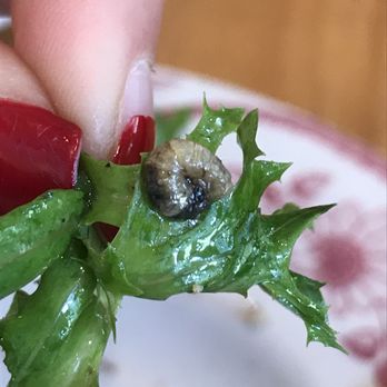 Rose's Cafe - Worm? maggot? Not sure .. did I eat its poop? Probably - Italian Near Me - San Francisco, California Rose's Cafe - Worm? maggot? Not sure .. did I eat its poop? Probably - Italian Near Me - San Francisco, California