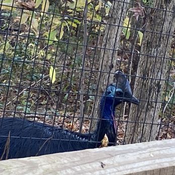 Sylvan Heights Bird Park - Cassowary - Parks Near Me - Scotland Neck, North Carolina Sylvan Heights Bird Park - Cassowary - Parks Near Me - Scotland Neck, North Carolina
