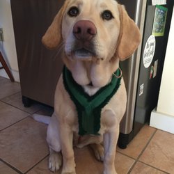 Sanibel Market - Meet Bailey our new official greeter